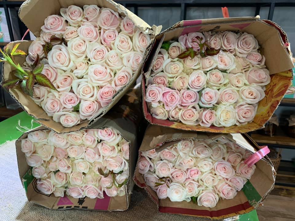 Hồng trà 